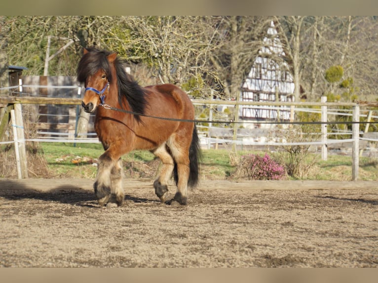 Caballos islandeses Caballo castrado 8 años 144 cm Castaño in Emmendingen