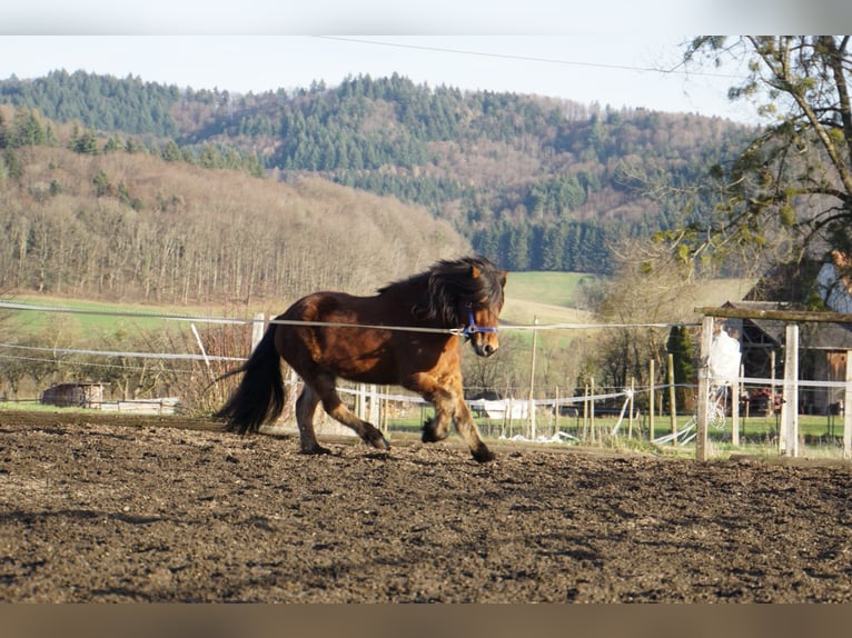 Caballos islandeses Caballo castrado 8 años 144 cm Castaño in Emmendingen