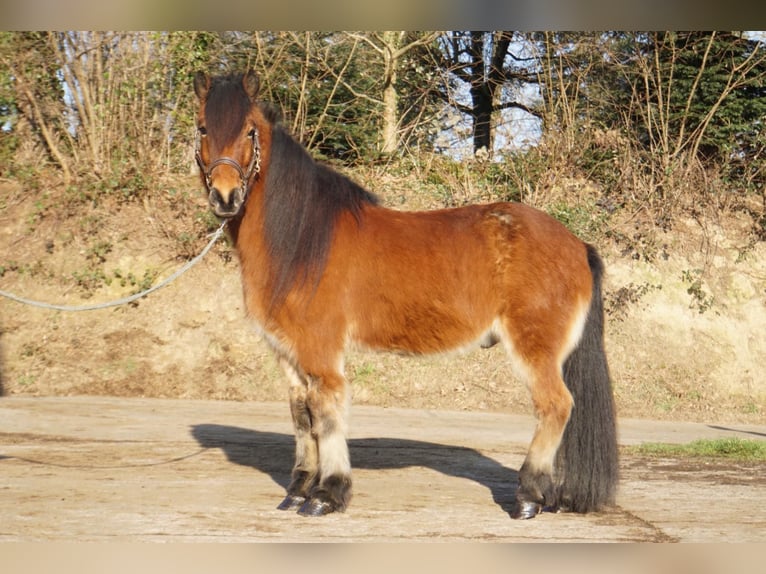 Caballos islandeses Caballo castrado 8 años 144 cm Castaño in Emmendingen