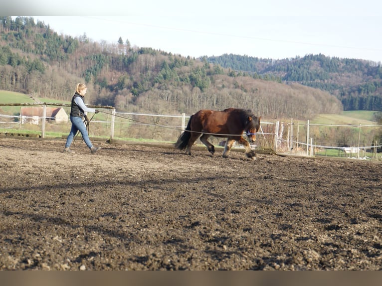 Caballos islandeses Caballo castrado 8 años 144 cm Castaño in Emmendingen