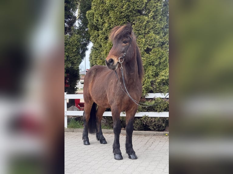 Caballos islandeses Caballo castrado 8 años 144 cm Castaño in Lochen am See