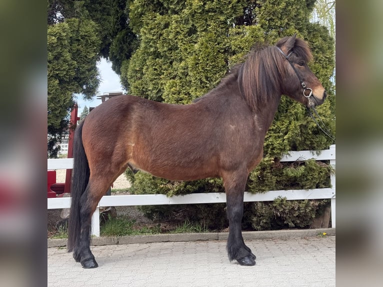 Caballos islandeses Caballo castrado 8 años 144 cm Castaño in Lochen am See