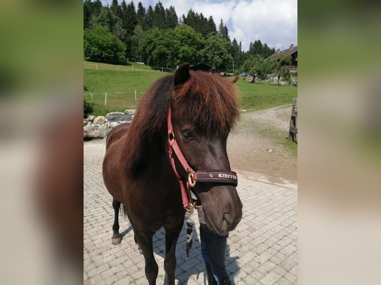 Caballos islandeses Caballo castrado 8 años 144 cm Negro in Berg im Drautal