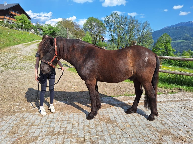Caballos islandeses Caballo castrado 8 años 144 cm Negro in Berg im Drautal