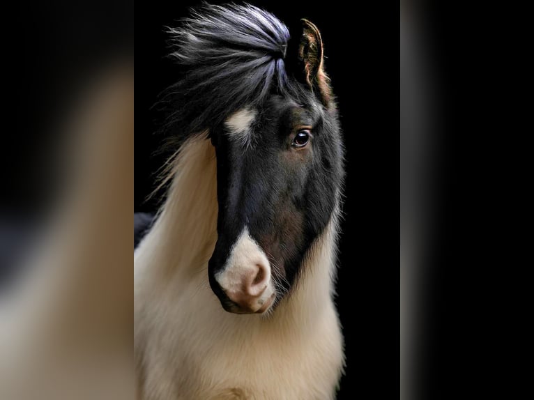 Caballos islandeses Caballo castrado 8 años 144 cm Tordillo negro in Schneverdingen