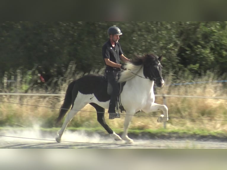 Caballos islandeses Caballo castrado 8 años 144 cm Tordillo negro in Schneverdingen