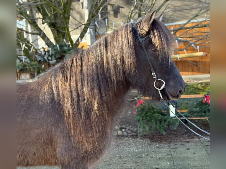 Caballos islandeses Caballo castrado 8 años 145 cm Negro in Lochen am See