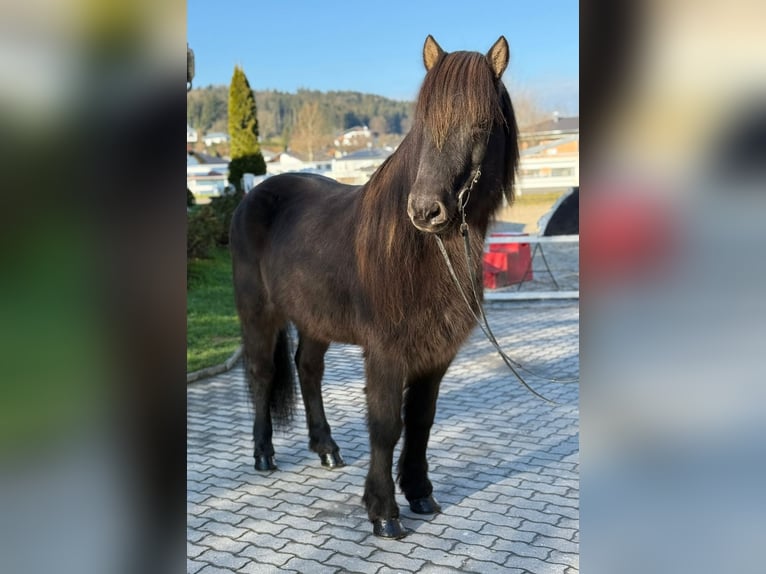 Caballos islandeses Caballo castrado 8 años 145 cm Negro in Lochen am See