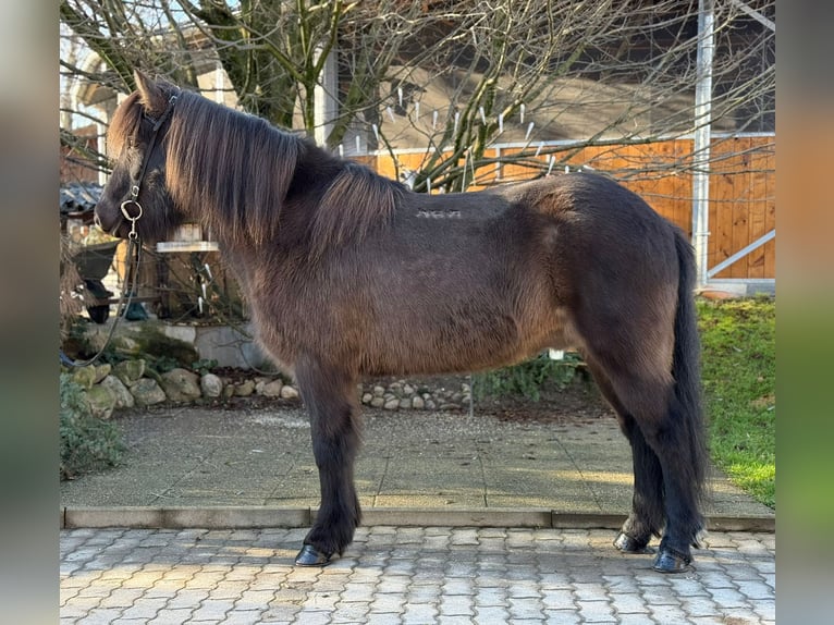 Caballos islandeses Caballo castrado 8 años 145 cm Negro in Lochen am See