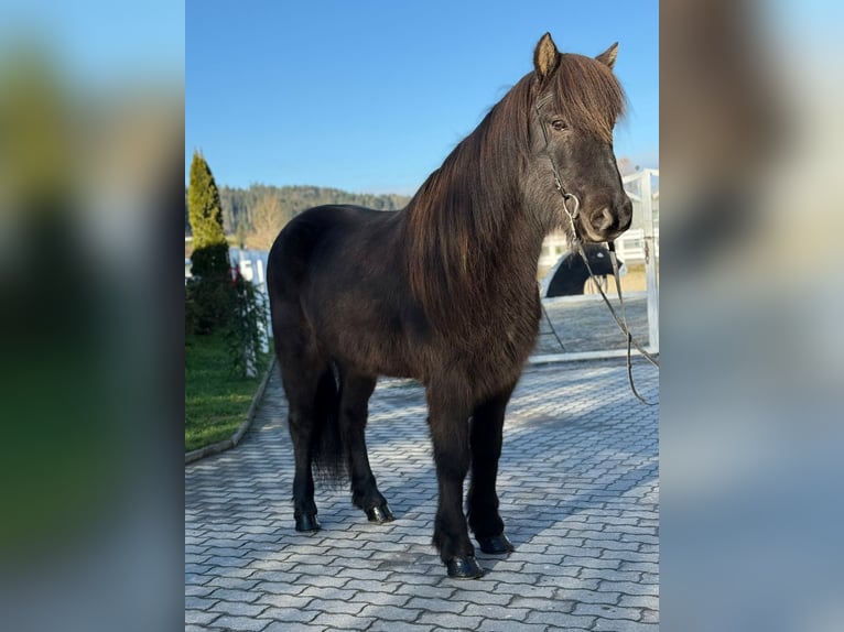 Caballos islandeses Caballo castrado 8 años 145 cm Negro in Lochen am See