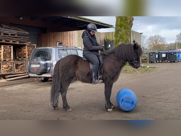 Caballos islandeses Caballo castrado 8 años 146 cm Negro in Schneverdingen