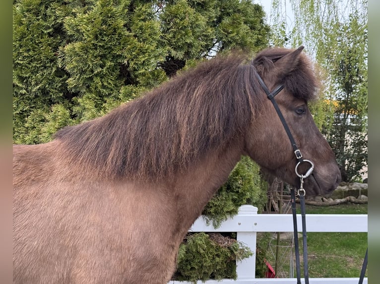 Caballos islandeses Caballo castrado 8 años 146 cm Negro in Lochen am See