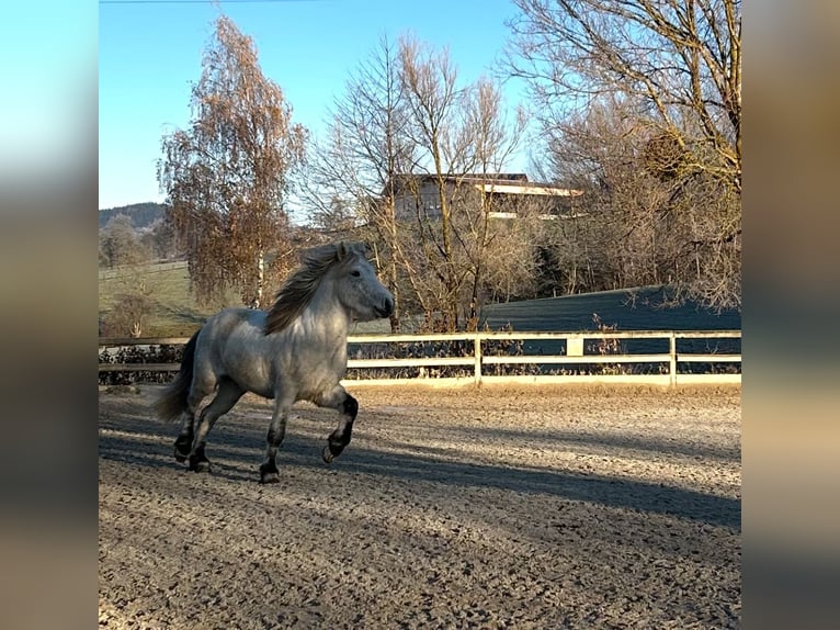 Caballos islandeses Caballo castrado 8 años Tordo in Zell am Pettenfirst