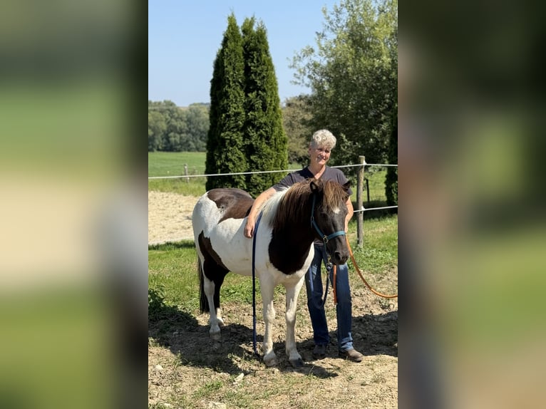 Caballos islandeses Caballo castrado 9 años 132 cm Pío in Achstetten
