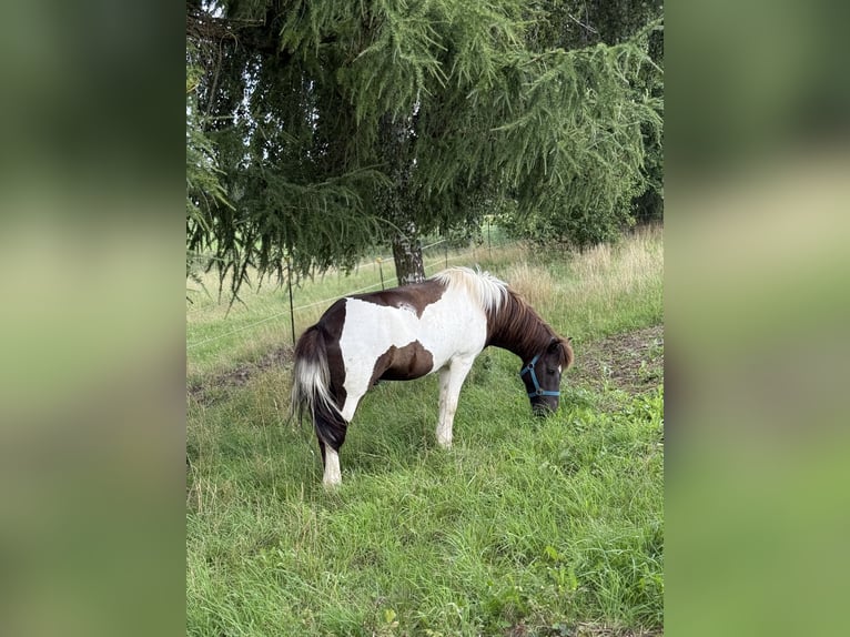 Caballos islandeses Caballo castrado 9 años 132 cm Pío in Achstetten