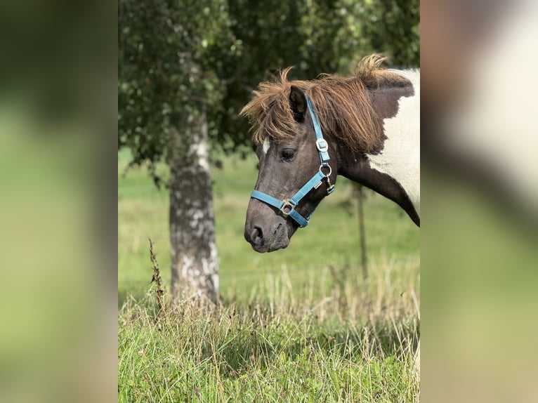 Caballos islandeses Caballo castrado 9 años 132 cm Pío in Achstetten