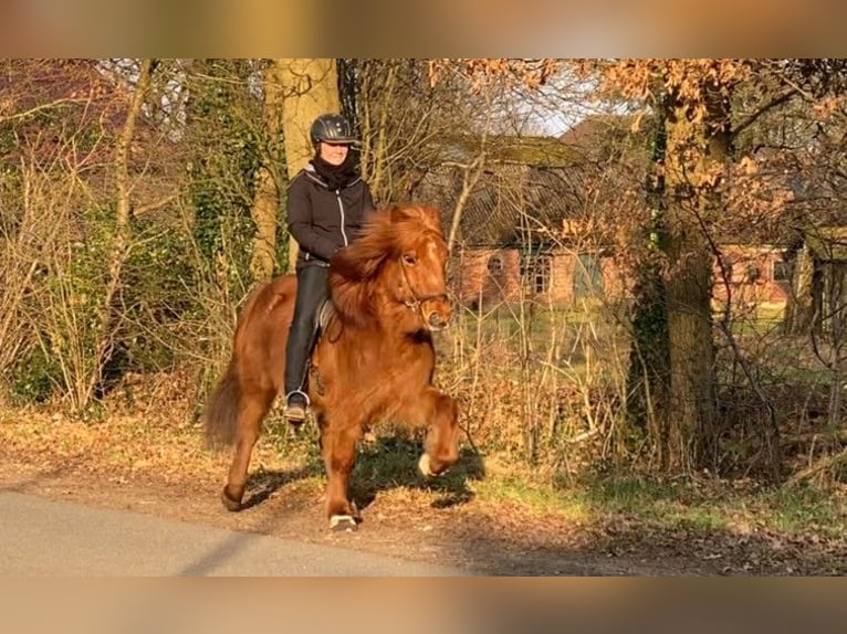 Caballos islandeses Caballo castrado 9 años 136 cm Alazán in Schneverdingen