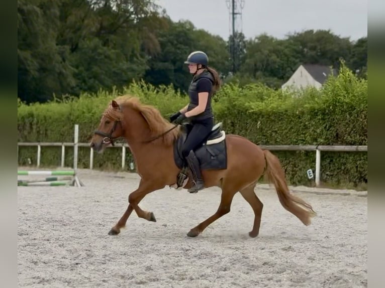Caballos islandeses Caballo castrado 9 años 136 cm Alazán in Neustadt (Wied)