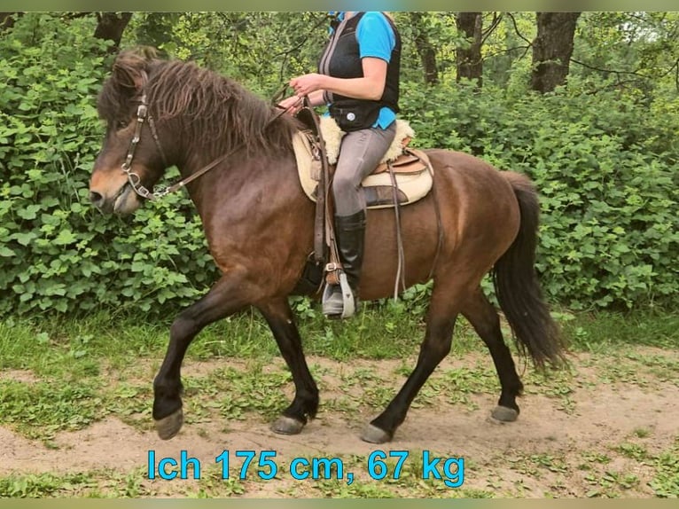 Caballos islandeses Caballo castrado 9 años 136 cm Castaño in Westerburg
