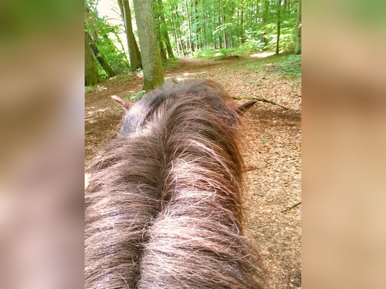Caballos islandeses Caballo castrado 9 años 136 cm Castaño in Westerburg