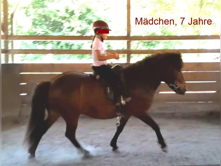 Caballos islandeses Caballo castrado 9 años 136 cm Castaño in Westerburg