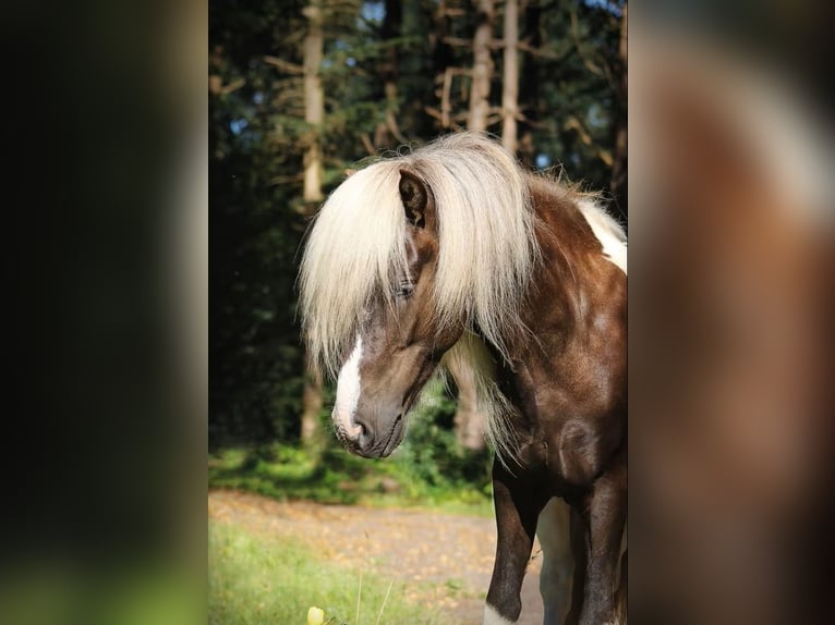 Caballos islandeses Caballo castrado 9 años 137 cm Pío in Wardenburg