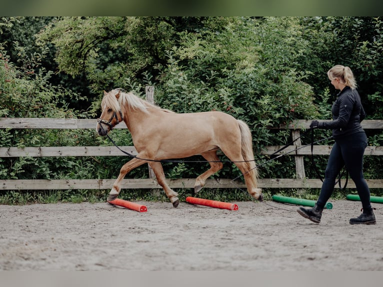 Caballos islandeses Caballo castrado 9 años 138 cm Bayo in Rosenberg