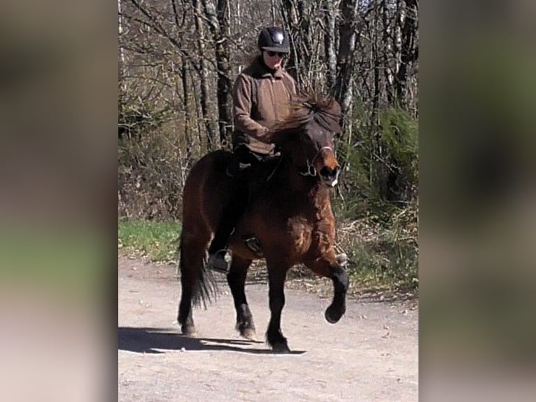 Caballos islandeses Caballo castrado 9 años 138 cm Castaño in Friesenhagen