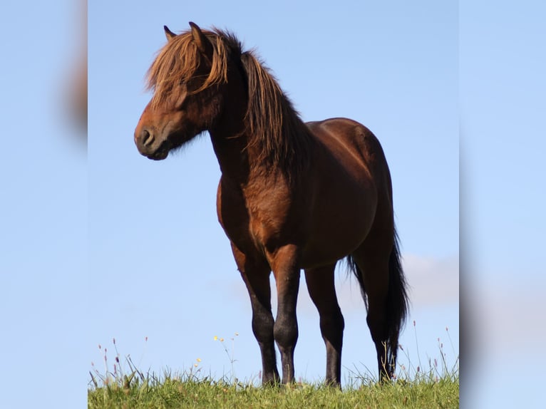 Caballos islandeses Caballo castrado 9 años 138 cm Castaño in Friesenhagen