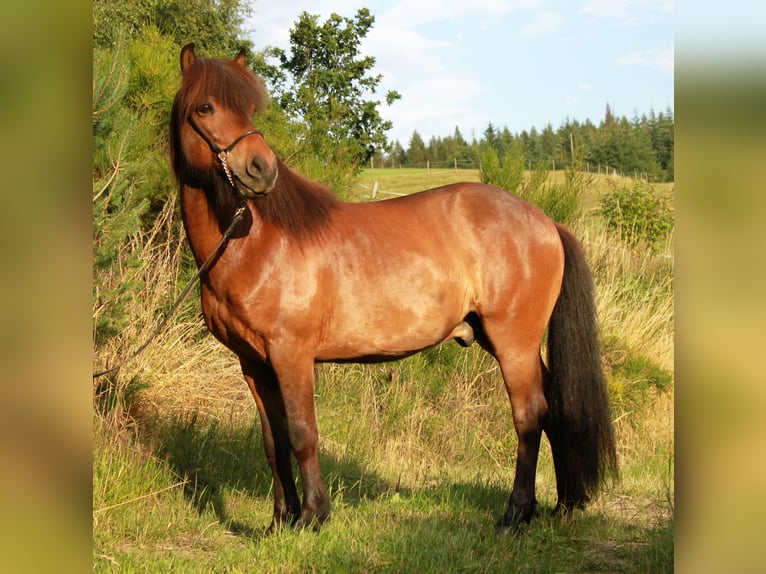 Caballos islandeses Caballo castrado 9 años 138 cm Castaño in Friesenhagen