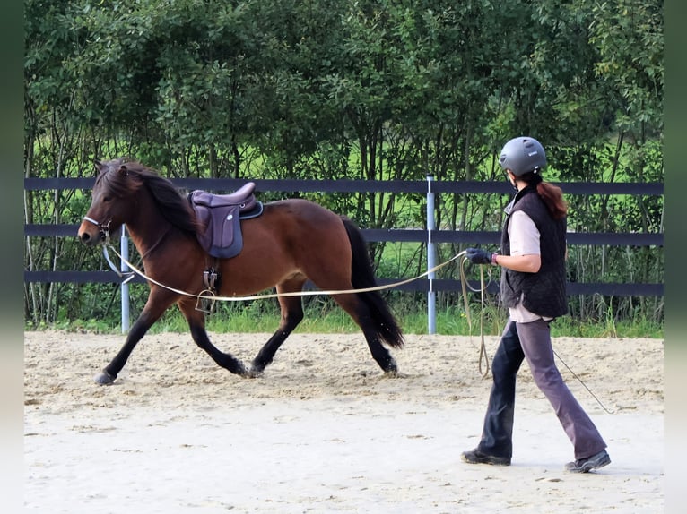 Caballos islandeses Caballo castrado 9 años 138 cm Castaño in Friesenhagen