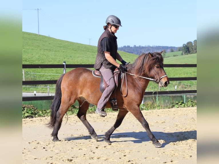 Caballos islandeses Caballo castrado 9 años 138 cm Castaño in Friesenhagen