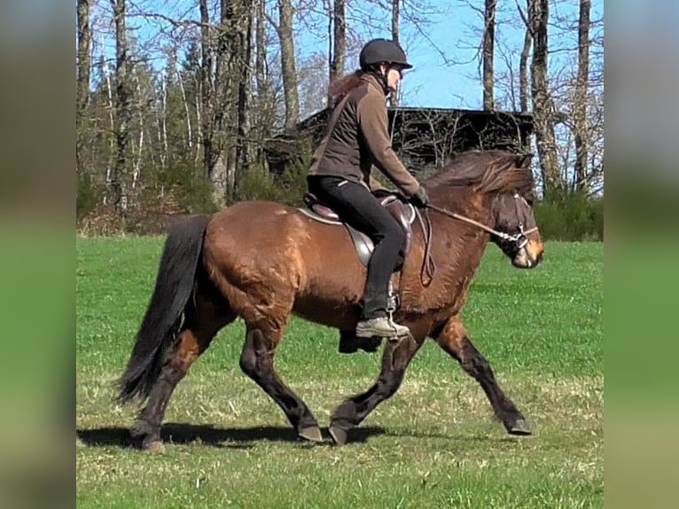Caballos islandeses Caballo castrado 9 años 138 cm Castaño in Friesenhagen