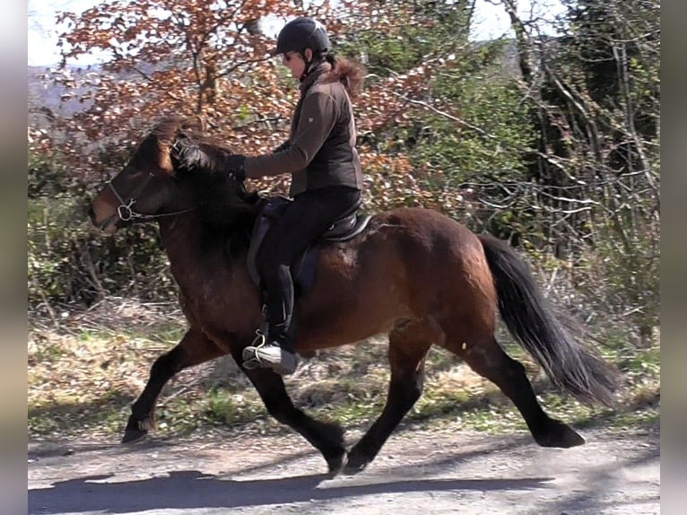 Caballos islandeses Caballo castrado 9 años 138 cm Castaño in Friesenhagen