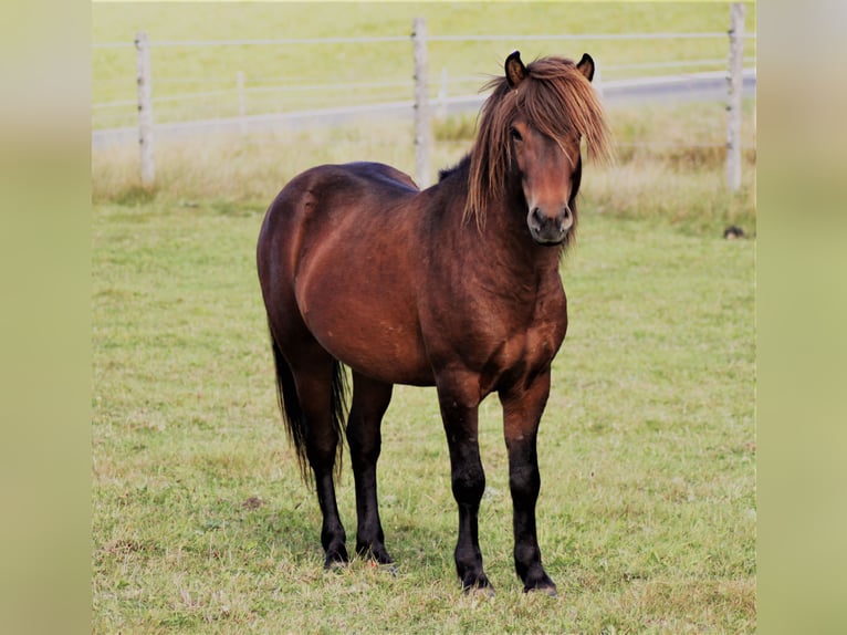 Caballos islandeses Caballo castrado 9 años 138 cm Castaño in Friesenhagen