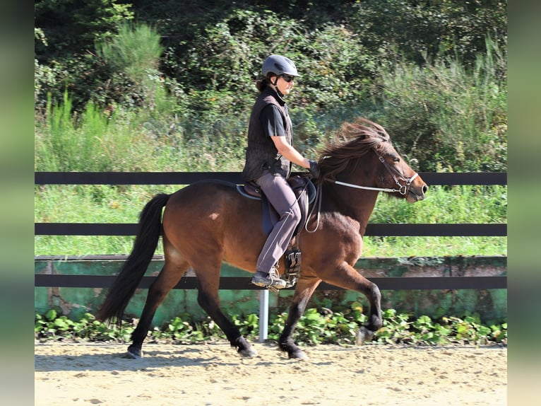 Caballos islandeses Caballo castrado 9 años 138 cm Castaño in Friesenhagen