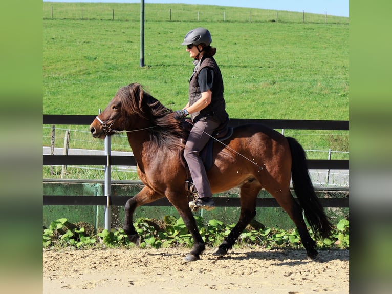 Caballos islandeses Caballo castrado 9 años 138 cm Castaño in Friesenhagen