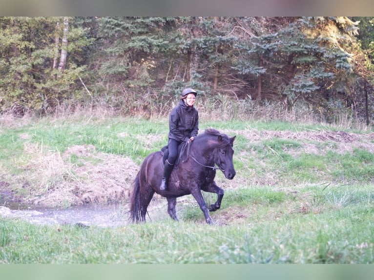 Caballos islandeses Caballo castrado 9 años 138 cm Negro in Ribbesbüttel