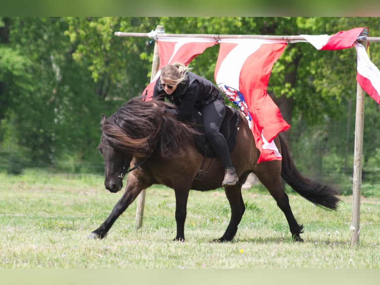 Caballos islandeses Caballo castrado 9 años 138 cm Negro in Ribbesbüttel