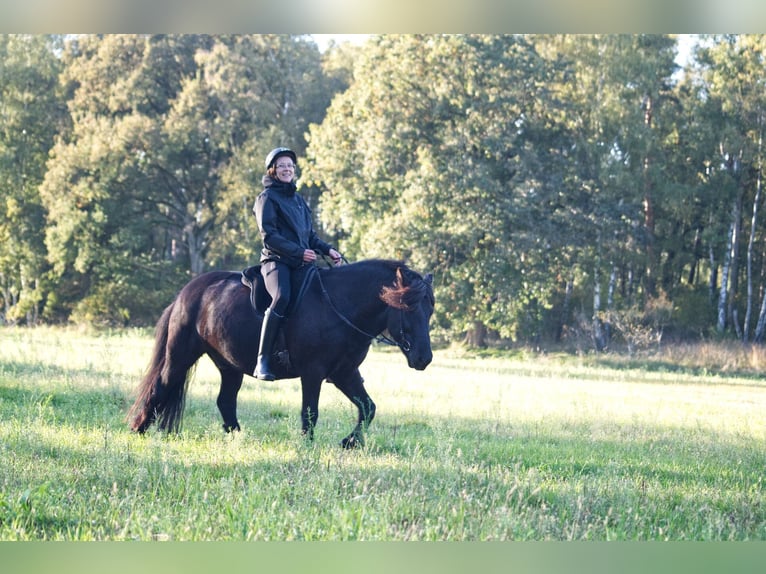 Caballos islandeses Caballo castrado 9 años 138 cm Negro in Ribbesbüttel