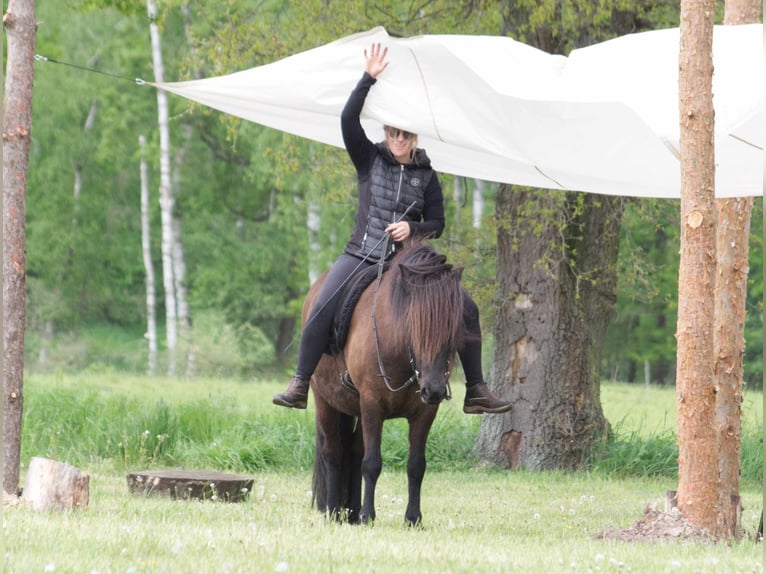 Caballos islandeses Caballo castrado 9 años 138 cm Negro in Ribbesbüttel