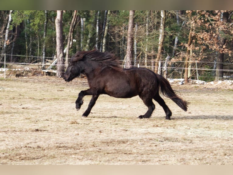 Caballos islandeses Caballo castrado 9 años 138 cm Negro in Ribbesbüttel