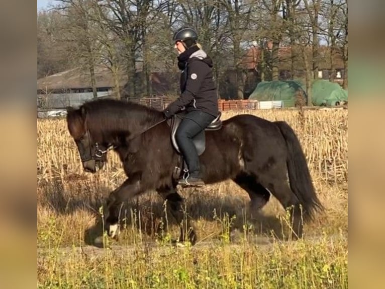 Caballos islandeses Caballo castrado 9 años 139 cm Negro in Schneverdingen