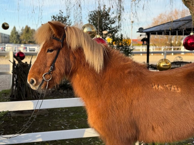 Caballos islandeses Caballo castrado 9 años 140 cm Alazán in Lochen am See