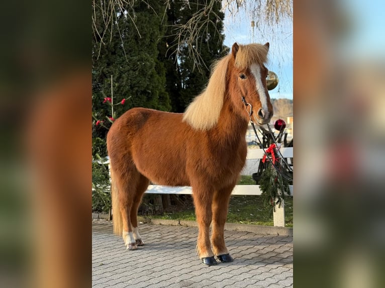 Caballos islandeses Caballo castrado 9 años 140 cm Alazán in Lochen am See