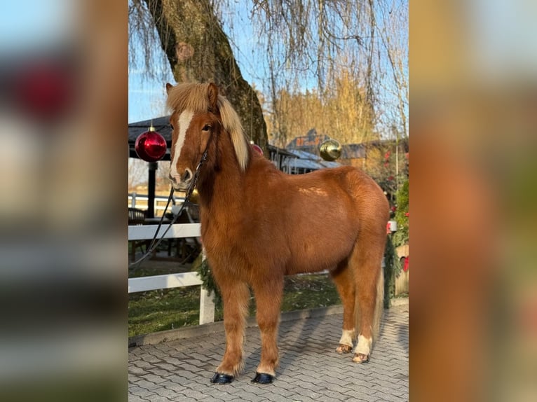 Caballos islandeses Caballo castrado 9 años 140 cm Alazán in Lochen am See