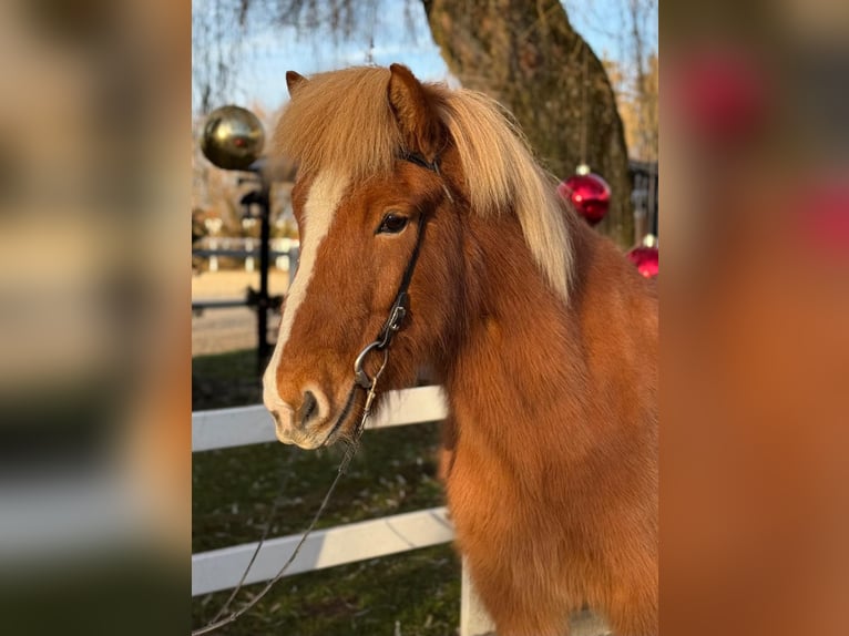 Caballos islandeses Caballo castrado 9 años 140 cm Alazán in Lochen am See