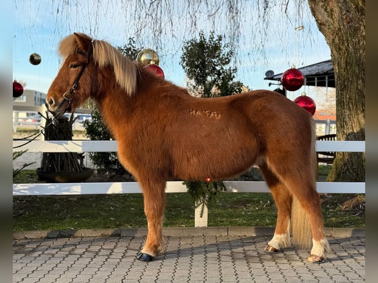 Caballos islandeses Caballo castrado 9 años 140 cm Alazán in Lochen am See