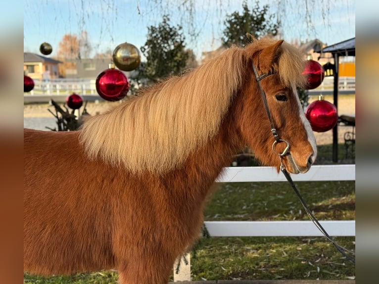 Caballos islandeses Caballo castrado 9 años 140 cm Alazán in Lochen am See