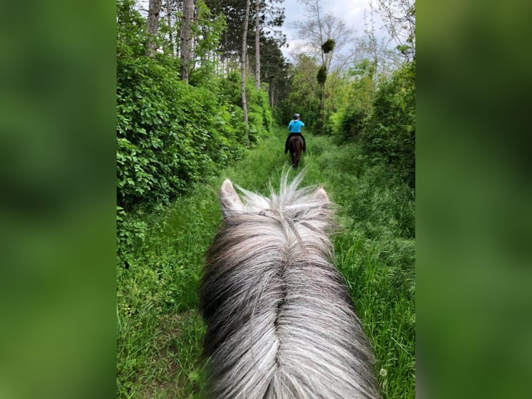 Caballos islandeses Caballo castrado 9 años 140 cm Tordo rodado in Schwechat